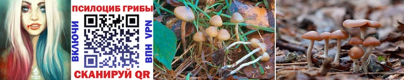 Псилоцибиновые грибы GOLDEN TEACHER  Купить  Семилуки 